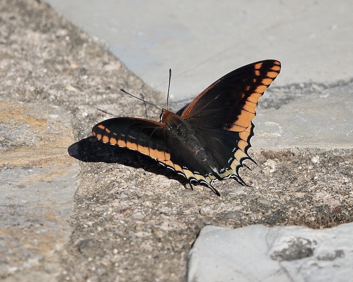 two-tailed pasha